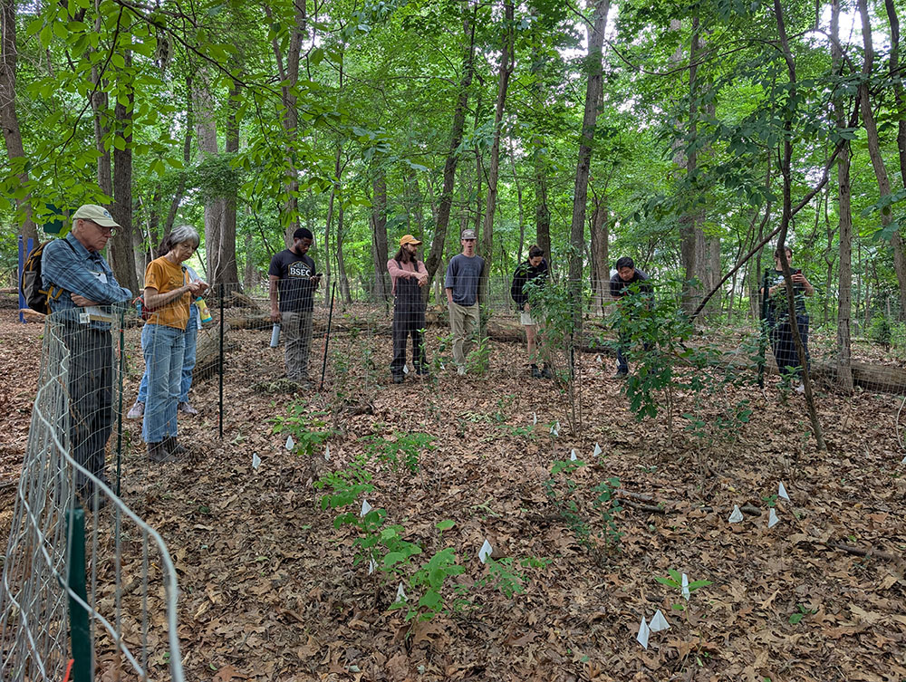 Actively Managed Forest