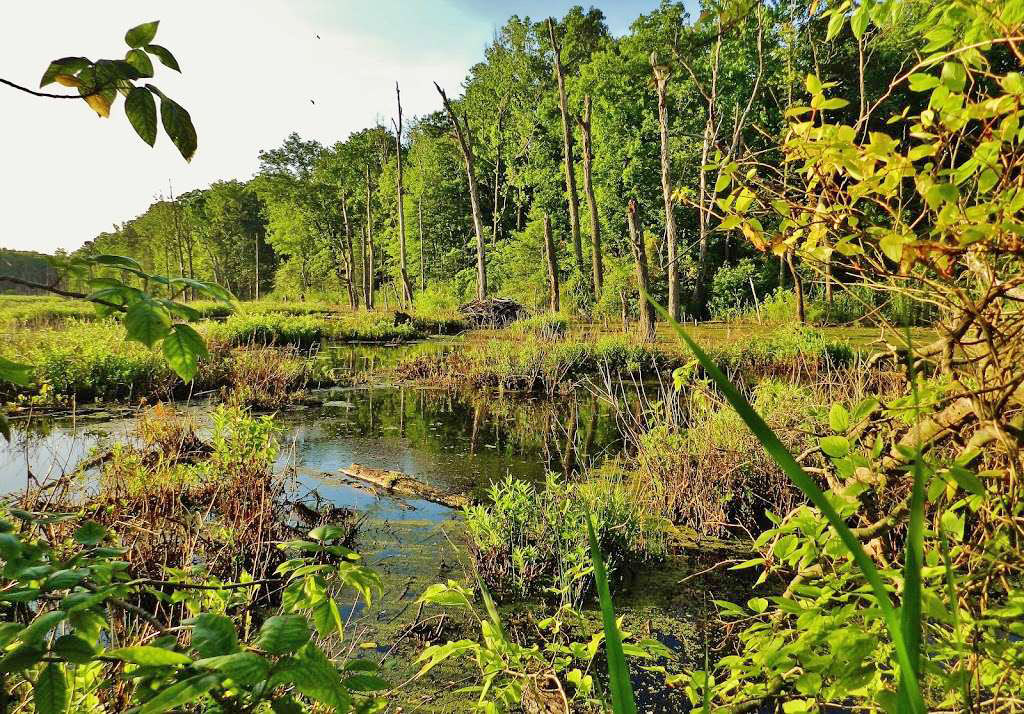Creeks and Bays of Patapsco Neck
