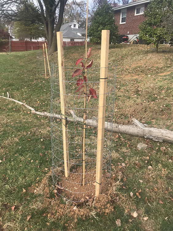 Individual Tree Management