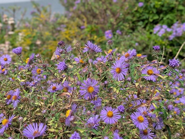 Native Plants Course