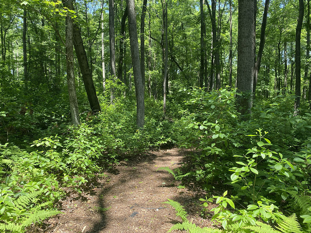 Passively Managed Forest