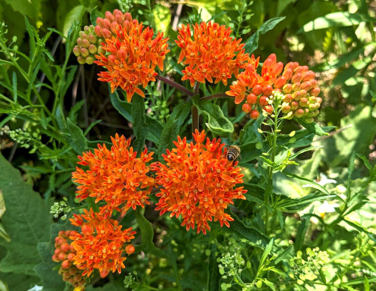 Butterfly Weed