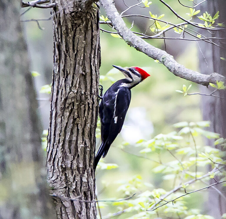 Pileated Woodpecker
